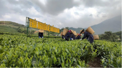 Tổ chức Festival Trà Quốc tế - Thái Nguyên năm 2026